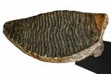 Woolly Mammoth Lower M Molar with Stand - North Sea Deposits #370336-3